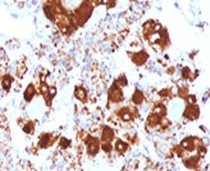 ACTH Antibody (clone ADCT1-1, Azide-free, BSA-free)