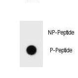 BCL2 / Bcl-2 Antibody (phospho-Ser70)