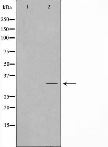 Polyclonal Rabbit anti-Human MAST4 Antibody (IHC, IF, WB)