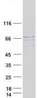 Human MKRN1 Protein (Recombinant Myc-DDK (Flag))