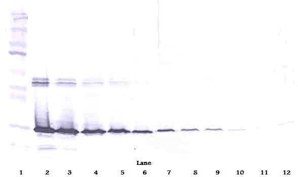 Polyclonal Rabbit anti-Human LGALS3 / Galectin 3 Antibody (WB)
