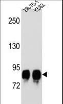 POMT1 Antibody (aa706-735)