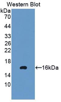 PK2 / PROK2 Antibody (aa30-118)