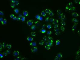 Monoclonal Mouse anti-Human p66 / SHC Antibody (clone OTI1D3, IF, WB)