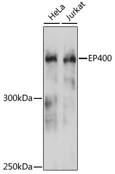 EP400 / p400 Antibody