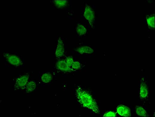 ING5 Antibody