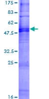 Human OR4N5 Protein (Recombinant GST)
