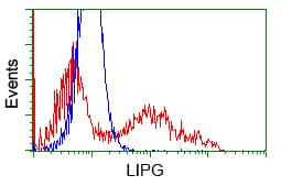 LIPG / Endothelial Lipase Antibody (clone OTI5C3)