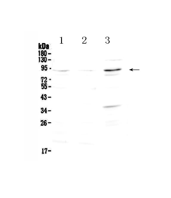 FOXP2 Antibody