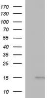 MSMB / MSP Antibody (clone OTI9B2)