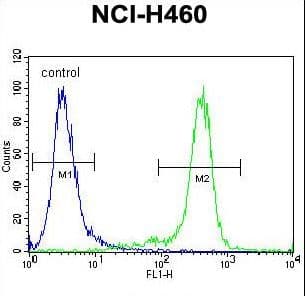 GAS1 Antibody (aa95-127)
