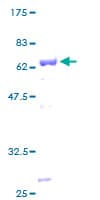 Human APOL2 / Apolipoprotein L 2 (Recombinant GST)