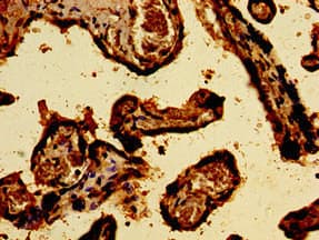 SREBF2 / SREBP2 Antibody