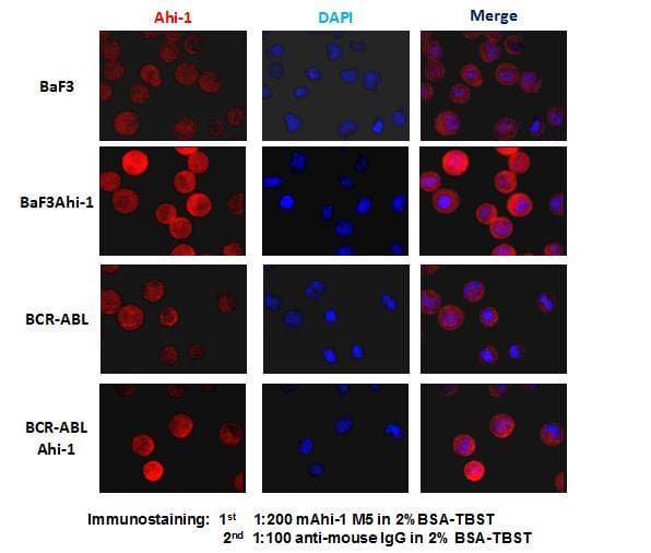Monoclonal Mouse anti-Mouse AHI1 Antibody (clone F-tag-01, C-Terminus, IHC, IF, WB)