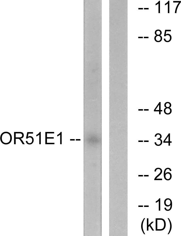 Polyclonal Rabbit anti-Human OR51E1 Antibody (aa241-290, IF, WB)