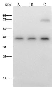 H2AFY / MACROH2A1 Antibody (Preservative Free)