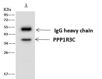 PPP1R3C / PTG Antibody