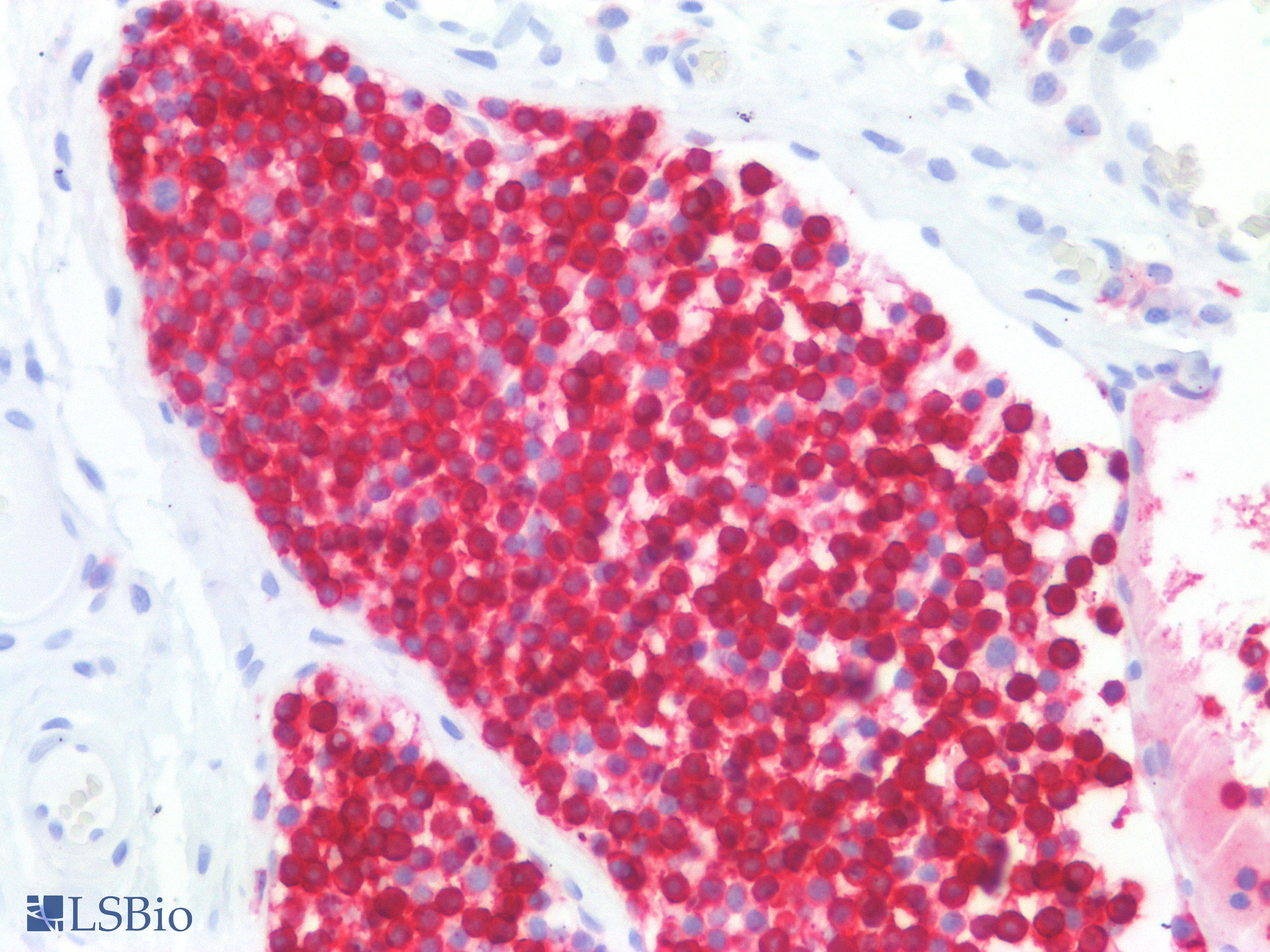 PathPlus™ CD45RB Antibody (clone MEM-55)