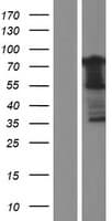 ADGRG1 / GPR56 Protein (Over-Expression Lysate Myc-DDK (Flag))