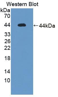 UROD Antibody (aa1-364)
