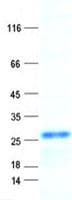 Human DNAJC30 Protein (Recombinant His, N-Terminal)