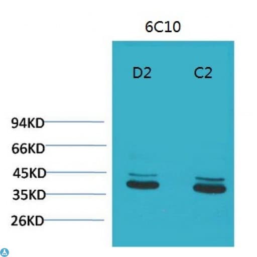 MAPK3 / ERK1 Antibody