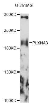 Polyclonal Rabbit anti-Human PLXNA3 / Plexin A3 Antibody (WB)