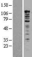UBAP2L Protein (Over-Expression Lysate Myc-DDK (Flag))