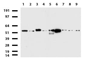 PDCD1 / CD279 / PD-1 Antibody (clone UMAB197, Carrier-free)