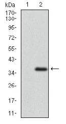 ABCG5 Antibody (aa300-500, clone 1B5E10)