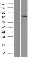 PPEF / PPEF1 Protein (Over-Expression Lysate Myc-DDK (Flag))