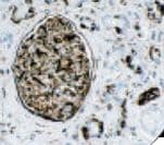 Vimentin Antibody (clone V9)