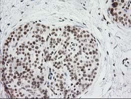 CRY2 Antibody (clone OTI1H5)
