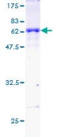 Human DAZL Protein (Recombinant GST)
