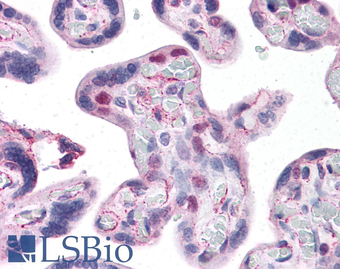 IHC-plus™ HMG2 / HMGB2 Antibody (clone 3C7)
