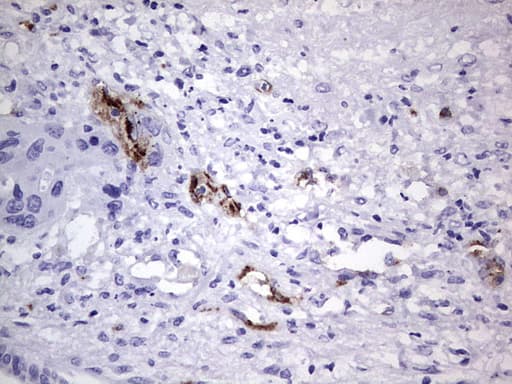 VWF / Von Willebrand Factor Antibody (aa764-1263, clone OTI6C7)