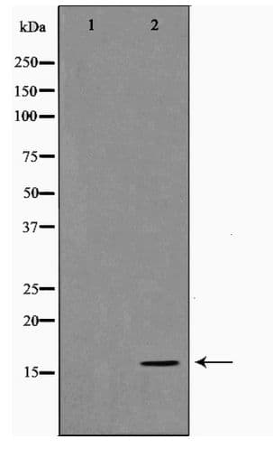 Histone H3 Antibody