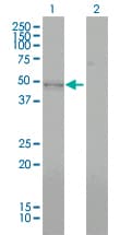 Monoclonal Mouse anti-Human BMP7 Antibody (clone M1-F8, WB)