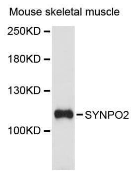 SYNPO2 / Synaptopodin 2 Antibody