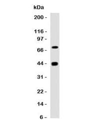 Muscle Actin Antibody (clone PMAC1-1, Ready-to-Use)