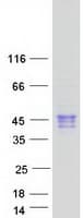Human CLEC17A Protein (Recombinant Myc-DDK (Flag))