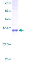 Human CKAP2 Protein (Recombinant GST)