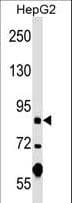 PGBD1 Antibody (aa347-375)