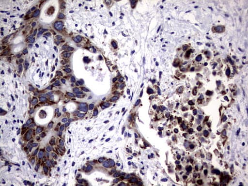 DDOST / OST48 Antibody (aa131-378, clone OTI2H1, Carrier-free)