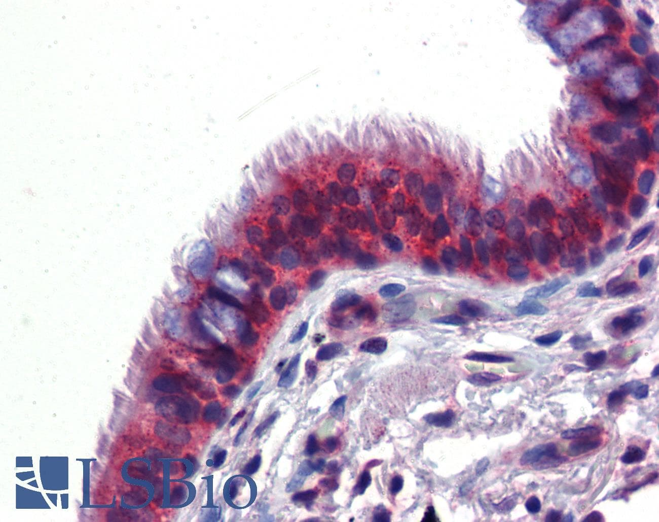 Polyclonal Rabbit anti-Human BMPER Antibody (aa501-550, IHC, WB)