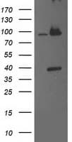 PSMD2 Antibody (clone OTI1A12)
