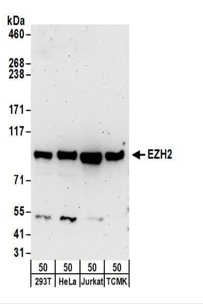 EZH2 Antibody (aa696-746)