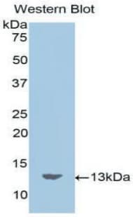 MLN / Motilin Antibody (aa26-115)