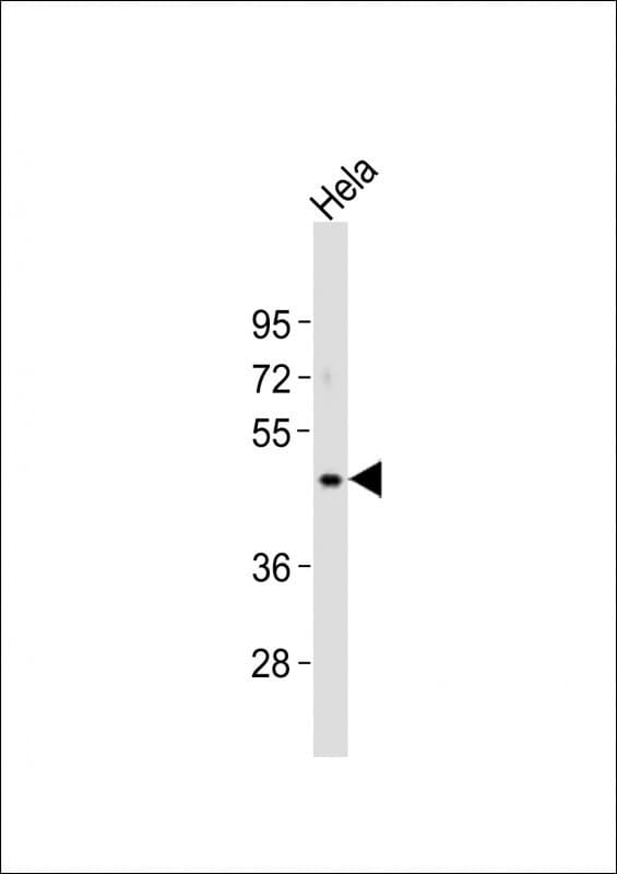 Polyclonal Rabbit anti-Human NODAL Antibody (WB)