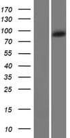 SHROOM1 Protein (Over-Expression Lysate Myc-DDK (Flag))